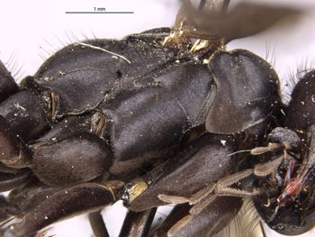 Media type: image;   Entomology 17039 Aspect: thorax lateral